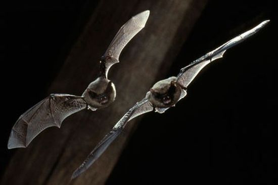 蝙蝠军团入侵安菲尔德